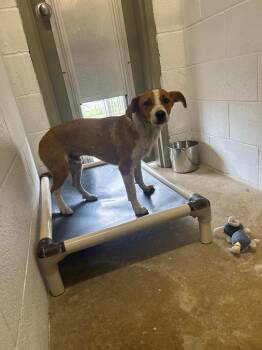Snickers -  Jack Russell Terrier Dog for Adoption in Morgantown, Kentucky - Snickers | PetCurious