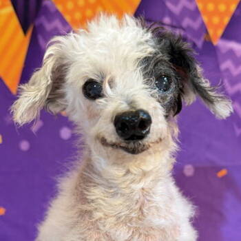 Rescue Poodle Dogs for Adoption in Arlington, Virginia - Teddy | PetCurious