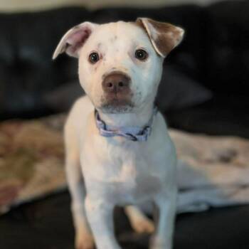 Rat Terrier and Mixed Breed Dogs Available for Adoption - Loretta | PetCurious