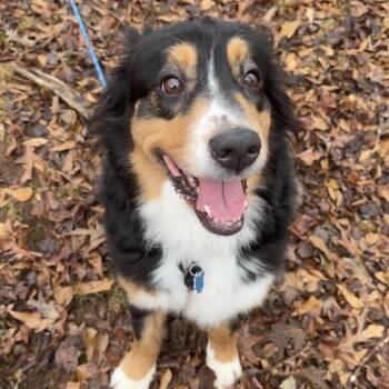 Australian Shepherd Dogs Available for Adoption in Peachtree City, Georgia - Luna | PetCurious