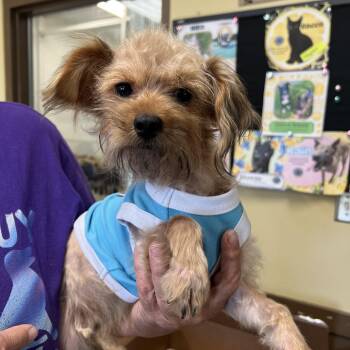 Moon -  Yorkshire Terrier Dog for Adoption in Fairmont, Minnesota - Moon | PetCurious