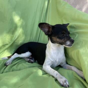 Chihuahua Dogs Available for Adoption in Tucson, Arizona - Phoenix | PetCurious