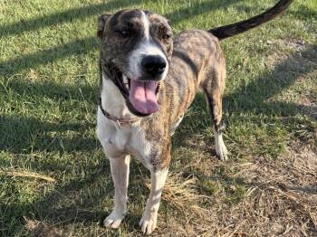 Ruthie -  Boxer Dog for Adoption in Perry, Georgia - Ruthie | PetCurious