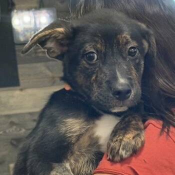 Cimarron -  Mixed Breed Dog for Adoption in Racine, Wisconsin - Cimarron | PetCurious