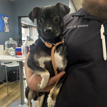 Chico -  Chihuahua and Mixed Breed Dog for Adoption in Newark, New Jersey - Chico | PetCurious
