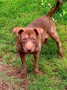 Laurel -  Staffordshire Bull Terrier Dog for Adoption in Memphis, Tennessee - Laurel | PetCurious