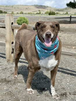 Husky Dogs Available for Adoption in Gardnerville, Nevada - Aris | PetCurious