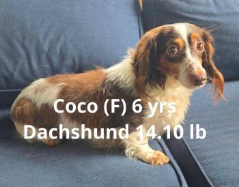 Coco -  Dachshund Dog for Adoption in Pomfret, Connecticut - Coco | PetCurious