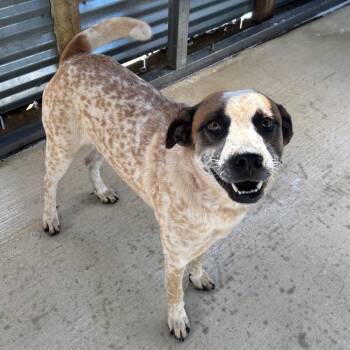 Cattle Dog and Mixed Breed Dogs Available for Adoption in Floresville, Texas - Standford | PetCurious