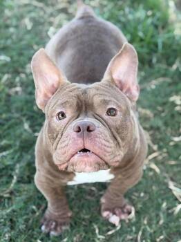 Gizmo (CP) -  American Bulldog Dog for Adoption in Dallas, Texas - Gizmo (CP) | PetCurious