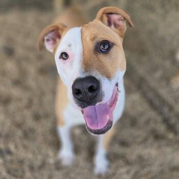 Rescue Mixed Breed Dogs for Adoption in Chattanooga, Tennessee - Pompompurin | PetCurious