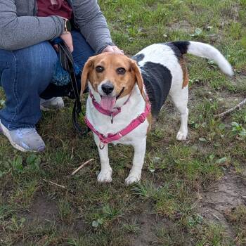 Essie -  Beagle Dog for Adoption in Accident, Maryland - Essie | PetCurious