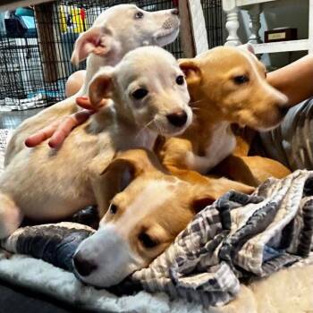 St. Lucia -  Mixed Breed and Chihuahua Dog for Adoption in Buffalo, Minnesota - St. Lucia | PetCurious