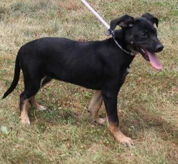 Paisley (12114) -  Hound Dog for Adoption in Heath, Ohio - Paisley (12114) | PetCurious