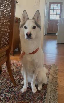 Husky and Greyhound Dogs Available for Adoption in Los Angeles, California - Dottie | PetCurious