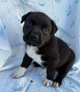 American Staffordshire Terrier Dogs Available for Adoption in Holly Springs, North Carolina - Mia | PetCurious
