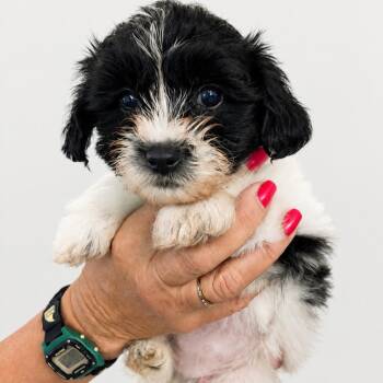 Toffee Cookie -  Mixed Breed Dog for Adoption in Wappingers Falls, New York - Toffee Cookie | PetCurious