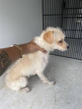 A662415 -  Border Terrier Dog for Adoption in Houston, Texas - A662415 | PetCurious