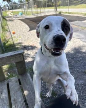 Austin -  Pit Bull Terrier Dog for Adoption in Crescent City, California - Austin | PetCurious