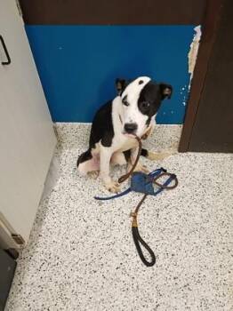 Atom -  Mixed Breed Dog for Adoption in Atlanta, Georgia - Atom | PetCurious