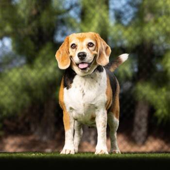 Hazel -  Beagle and Mixed Breed Dog for Adoption in Jupiter, Florida - Hazel | PetCurious