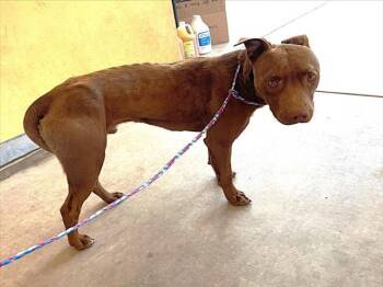 Rescue Pit Bull Terrier Dogs for Adoption in Tracy, California - DK | PetCurious