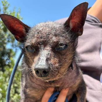Xoloitzcuintli Mexican Hairless Dogs Available for Adoption in Ramona, California - Tenoch | PetCurious