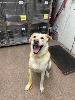 Golden Retriever and Alaskan Malamute Dogs Available for Adoption in Fruit Heights, Utah - Carl | PetCurious