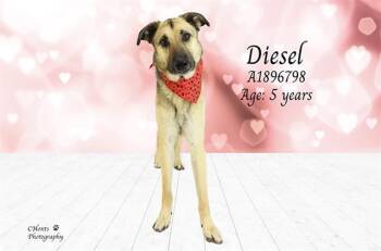 German Shepherd Dog and Mixed Breed Dogs Available for Adoption - DIESEL | PetCurious