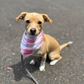 Bambi -  Chihuahua Dog for Adoption in Newberg, Oregon - Bambi | PetCurious