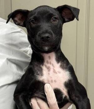 Terrier Dogs Available for Adoption in Littleton, Colorado - Sidney Prescott | PetCurious