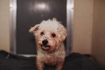 Maltese and Mixed Breed Dogs Available for Adoption in North Charleston, South Carolina - 91910a Psalms | PetCurious