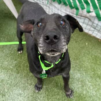 Paul Skenes -  Black Labrador Retriever Dog for Adoption in San Diego, California - Paul Skenes | PetCurious