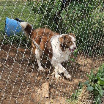 Border Collie Dogs Available for Adoption in Lynchburg, Virginia - Bandit | PetCurious
