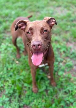 Thor -  Mixed Breed Dog for Adoption in Umatilla, Florida - Thor | PetCurious