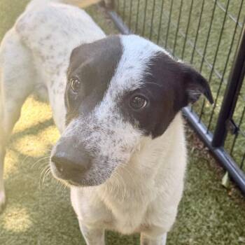 Retriever and Terrier Dogs Available for Adoption in Bloomfield, Connecticut - Mulan | PetCurious