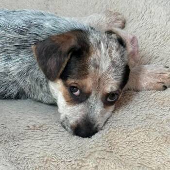 Roo -  Australian Cattle Dog Blue Heeler and Cattle Dog Dog for Adoption in Warren, Rhode Island - Roo | PetCurious