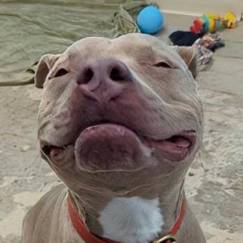Walker (Gunner) -  Mixed Breed Dog for Adoption in Ashtabula, Ohio - Walker (Gunner) | PetCurious