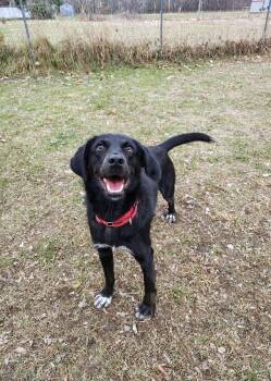 Rescue Black Labrador Retriever and German Shepherd Dog Dogs for Adoption in Oconto, Wisconsin - Git | PetCurious