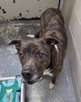 Terrier Dogs Available for Adoption - Elektra | PetCurious