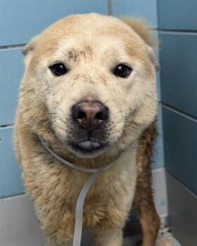 Shiba Inu and Mixed Breed Dogs Available for Adoption in Houston, Texas - A2068946 | PetCurious