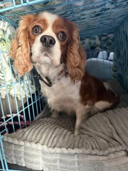 Misty -  Cavalier King Charles Spaniel Dog for Adoption in Brandon, South Dakota - Misty | PetCurious