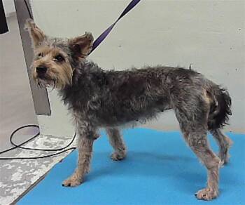 Rescue Yorkshire Terrier and Mixed Breed Dogs for Adoption in Houston, Texas - KALI | PetCurious