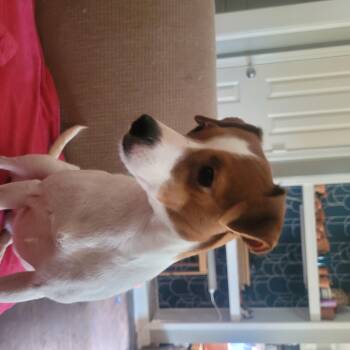 Cinnamon -  Rat Terrier and Chihuahua Dog for Adoption in Bauxite, Arkansas - Cinnamon | PetCurious