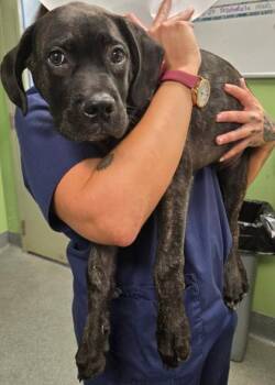 Streetz -  Cane Corso and Mixed Breed Dog for Adoption in New Orleans, Louisiana - Streetz | PetCurious