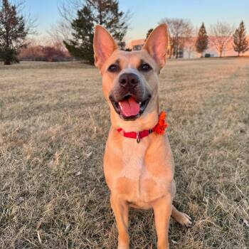 Mixed Breed Dogs Available for Adoption - Aubreen | PetCurious