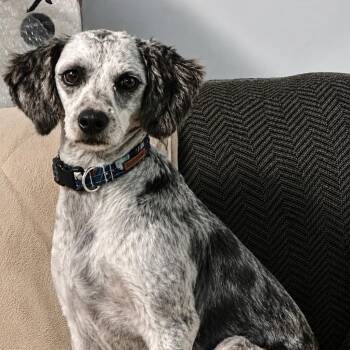 Belle -  Goldendoodle Dog for Adoption in Hop Bottom, Pennsylvania - Belle | PetCurious
