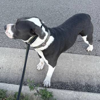 Rescue Border Collie and Pit Bull Terrier Dogs for Adoption in Normal, Illinois - Guapo | PetCurious