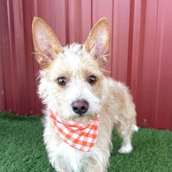Harry -  Terrier Dog for Adoption in Lubbock, Texas - Harry | PetCurious
