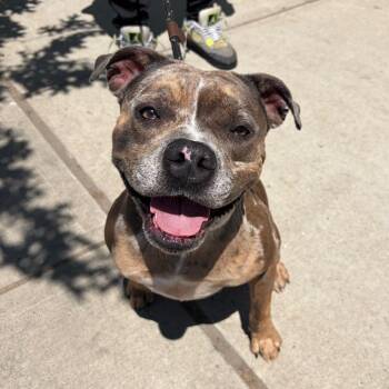 Pit Bull Terrier Dogs Available for Adoption in Newark, New Jersey - Zia | PetCurious